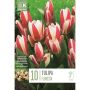 Syyskukkasipuli Tulppaani Floresta 10 kpl