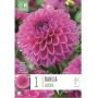 Kevätkukkasipuli Kapiteyn Dahlia Ball Sandra 1 kpl
