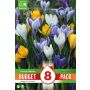 Syyskukkasipuli Kapiteyn Krookus Colour Mix 8 kpl
